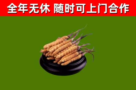 西平烟酒回收冬虫夏草.jpg