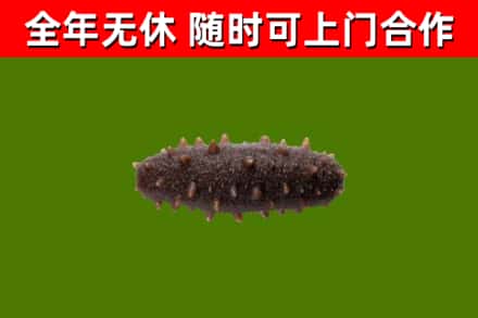 西平烟酒回收干海参.jpg